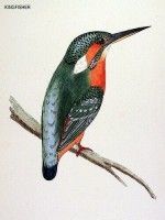 Alcedo atthis - зимородок обыкновенный